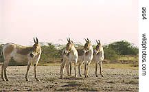 Asiatic Wild Asses, Rann of Kutch