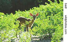 Brow antlered deer
