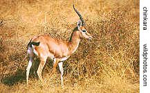 chinkara in Rajasthan