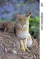 young jungle cat in Bharatpur