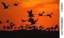demoiselle cranes at sunset, Rajasthan