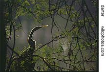 a backlit darter in Bharatpur