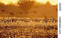 demoiselle cranes at sunset, Rajasthan