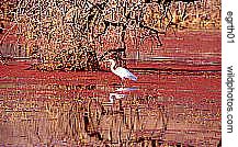 an egret in Ranthambhore, Rajasthan