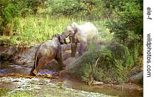 fighting tuskers, Corbett Park