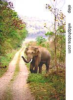 elephant near track, Corbett Park