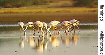 flamingos feeding in the Rann of Kutch, Gujarat