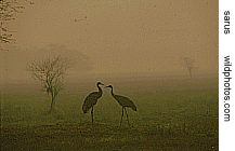  sarus crane pair in Bharatpur on a winter morning