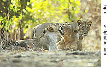 A pride of Lions, Gir Lion Sanctuary