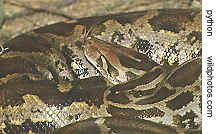 Indian Python, Bharatpur