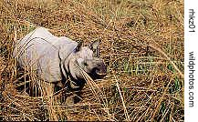 Indian rhino in Kaziranga, Assam