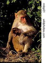 monkey,  in Bharatpur