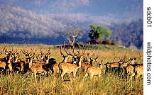 Spotted deer herd, Corbett Natl.Park, U.P.