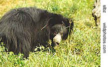 sloth bear