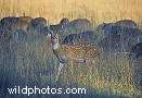 Central India - Kanha, Bandhavgarh, Pench, Madhya Pradesh -India stock photos