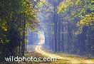 Central India - Kanha, Bandhavgarh, Pench, Madhya Pradesh -India stock photos