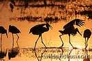 Latest images added - Bharatpur, Uttarakhand, Rajasthan, South India misc.,