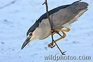 Latest images added - Bharatpur, Uttarakhand, Rajasthan, South India misc.,