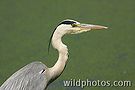 Latest images added - Bharatpur, Uttarakhand, Rajasthan, South India misc.,
